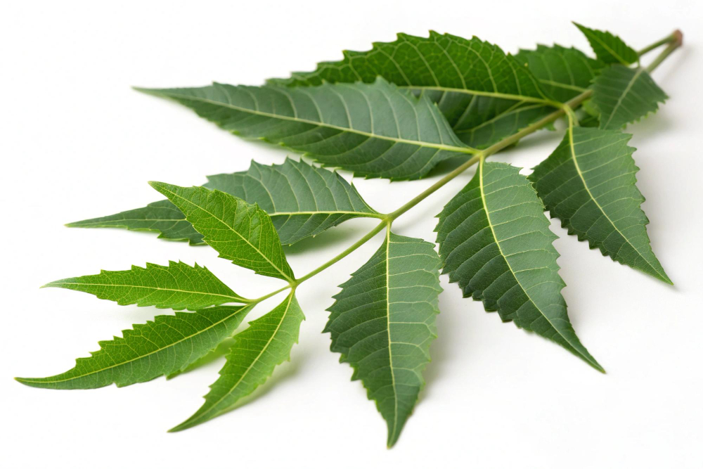 Neem